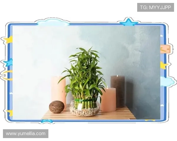 开运竹带来好运气的秘密与风水布局详解,助你提升生活运势 开运竹带来好运气的秘密与风水布局详解,助你提升生活运势